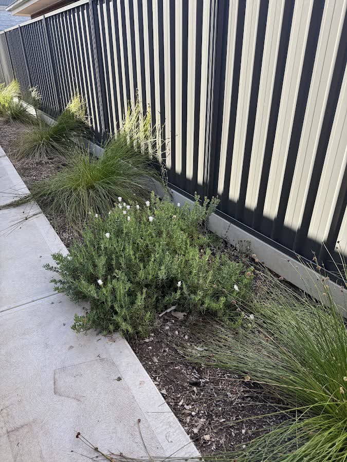 A garden bed of native grasses and flowering shrubs tidied up along the back fence
